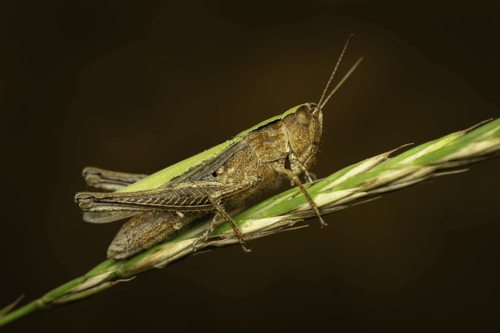 Saranče obecná (Chorthippus parallelus) / 2025-07-14