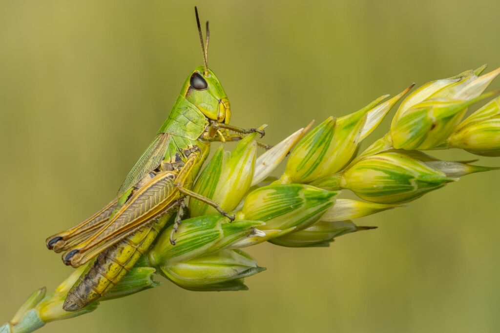 Saranče obecná (Pseudochorthippus parallelus) / 2025-07-19
