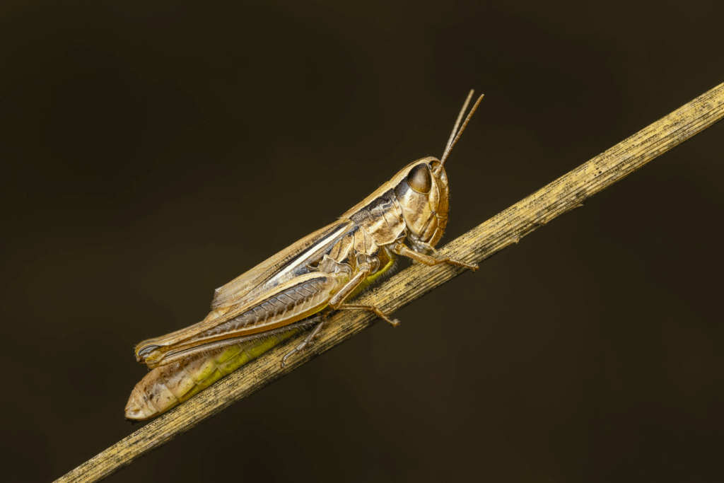 Saranče páskovaná (Euchorthippus declivus) / 2025-07-24