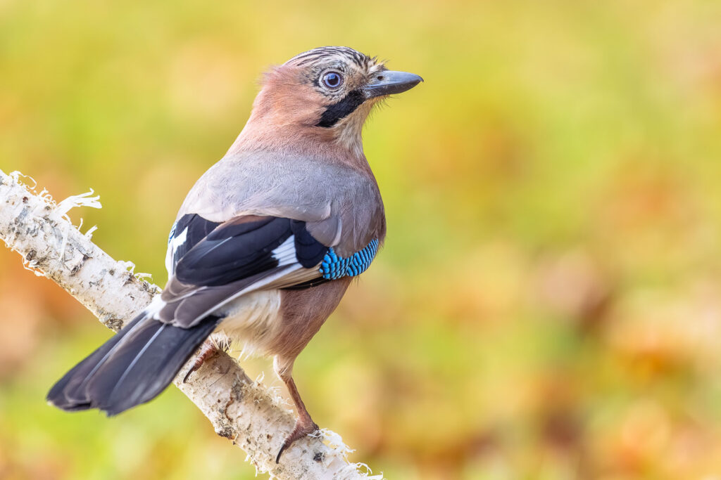 A perched Eurasian Jay (Garrulus glandarius) balancing on a pale birch branch, contrasting blue and black wing markings clearly visible