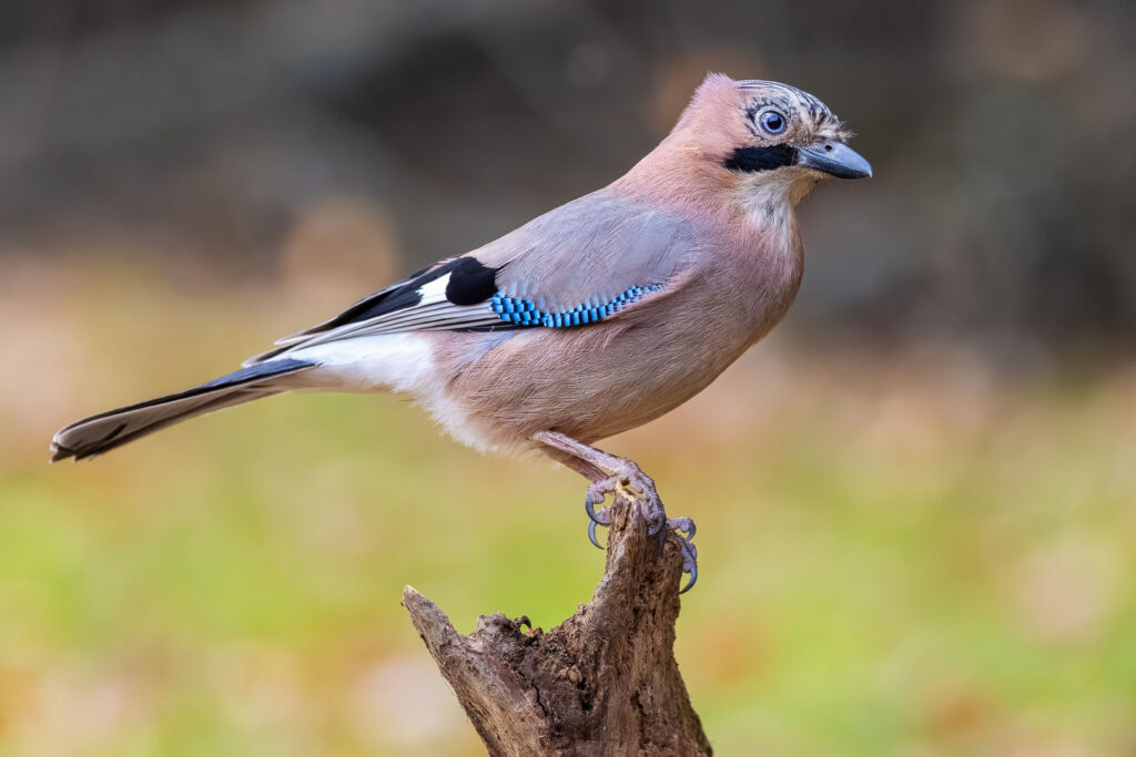Eurasian Jay (Garrulus glandarius) resting on a stump, showing fine plumage detail and striking blue wing feathers