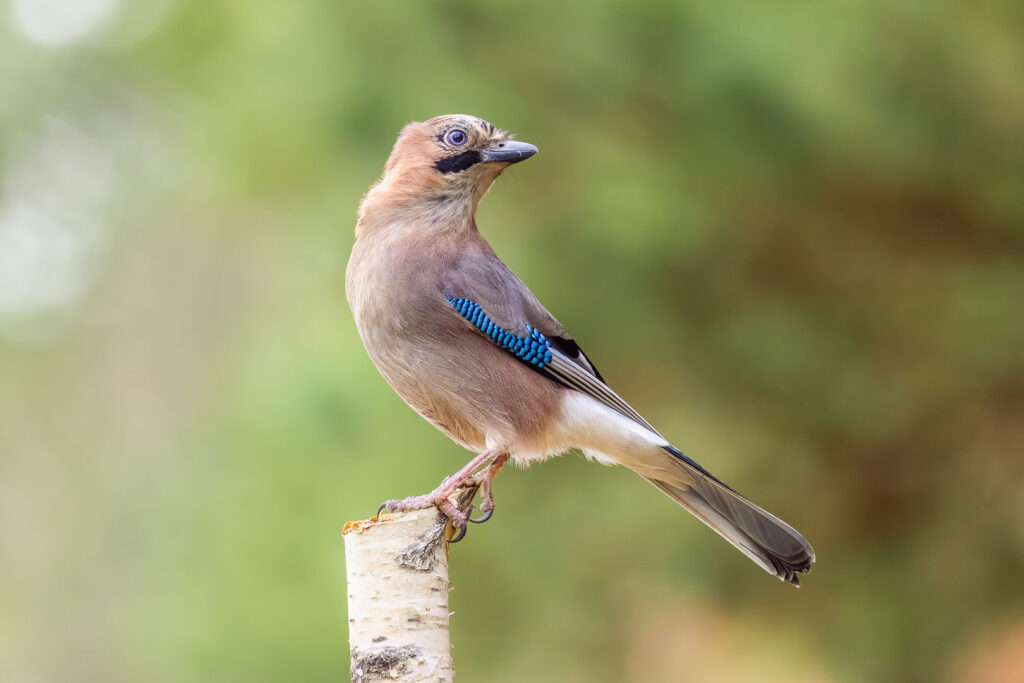 A watchful Eurasian Jay (Garrulus glandarius) looking over its shoulder while perched on a birch branch, set against soft autumn colors