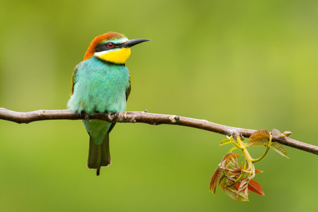 European Bee-eater (Merops apiaster) perched on a straight branch with fresh spring leaves, its bright turquoise and chestnut plumage standing out beautifully