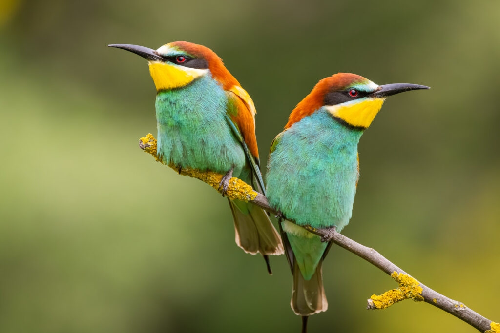 European Bee-eaters (Merops apiaster) perched calmly on a lichen-covered branch, displaying their vibrant plumage in soft natural light