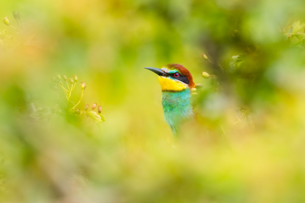 European Bee-eater (Merops apiaster) peeking through soft green leaves with warm dreamy bokeh around it