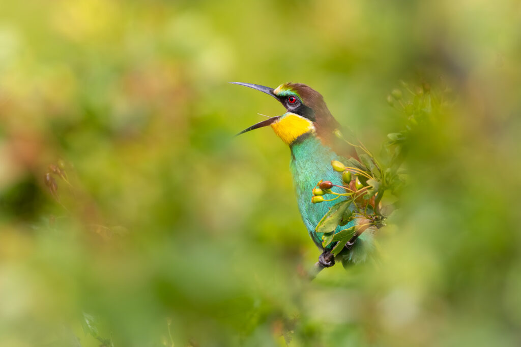 European Bee-eater (Merops apiaster) calling from inside dense foliage, partially hidden by soft foreground blur