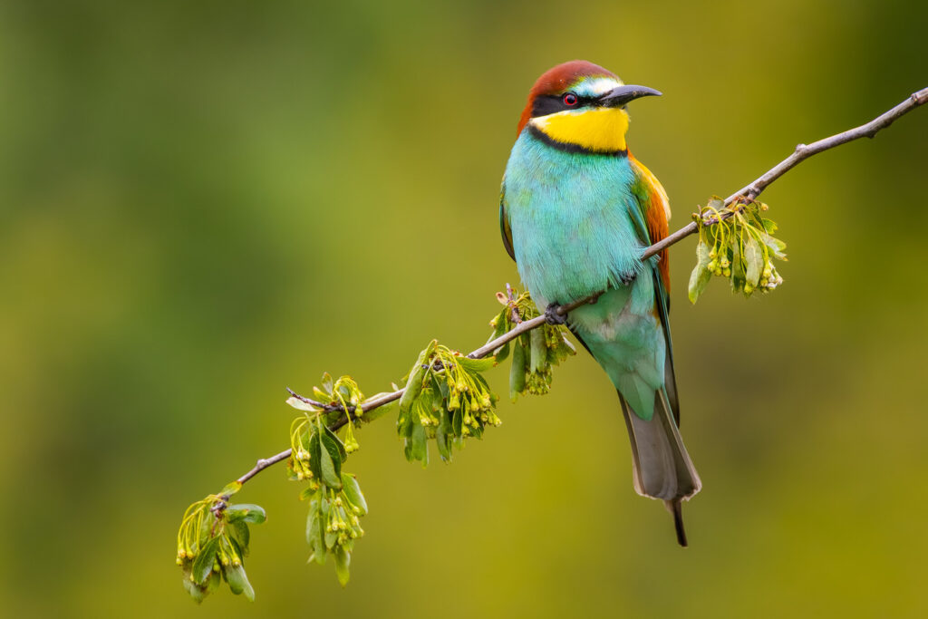 European Bee-eater (Merops apiaster) preening on a branch – close-up of vivid feathers and natural behaviour