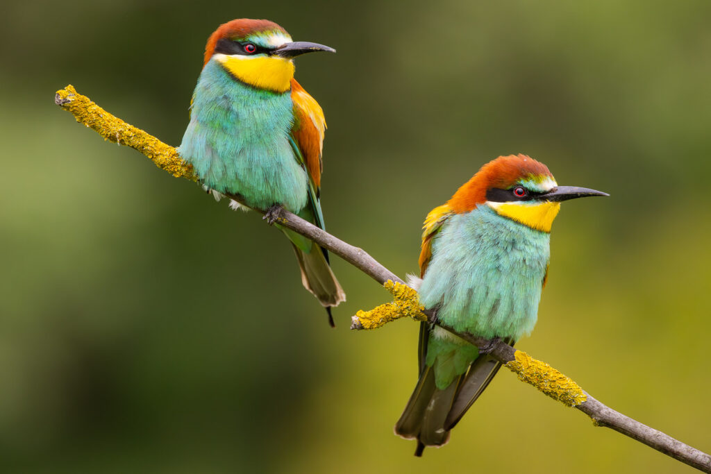 Pair of European Bee-eaters (Merops apiaster) resting on a lichen-covered branch – detailed portrait of a striking bird species