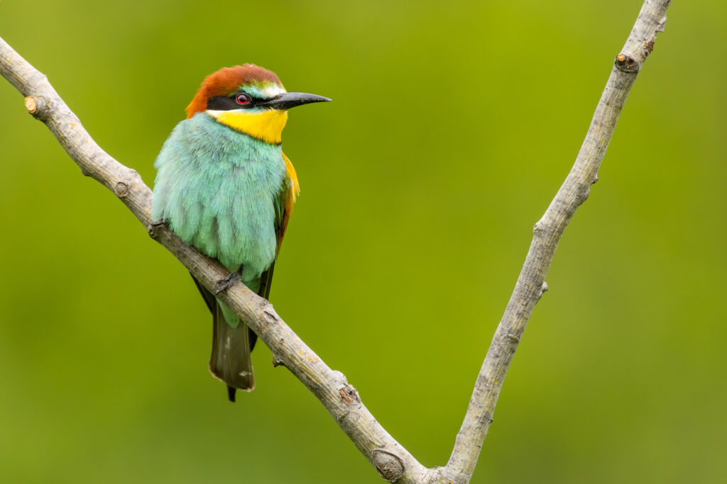 European Bee-eater (Merops apiaster) perched on a dry forked branch – colourful plumage in natural habitat