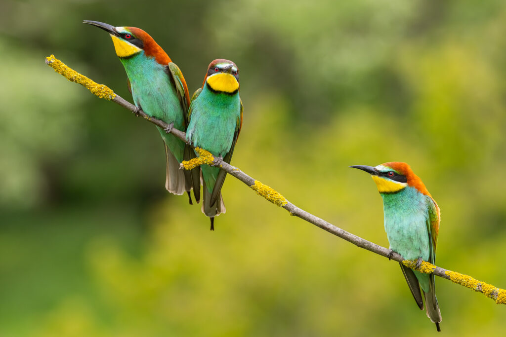 Three European Bee-eaters (Merops apiaster) perched on a mossy branch – vibrant plumage and natural behaviour