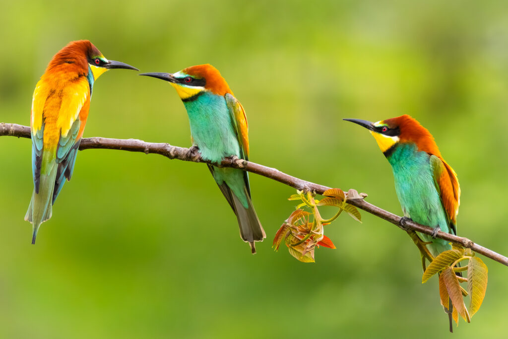 Three European Bee-eaters (Merops apiaster) perched along a branch, interacting socially and displaying vivid turquoise, yellow and chestnut plumage