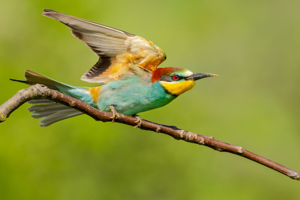 European Bee-eater (Merops apiaster) spreading its wings while perched, revealing detailed feather structure