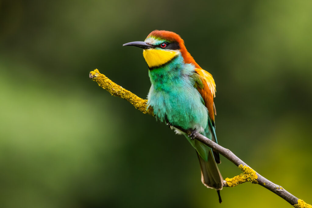 European Bee-eater (Merops apiaster) perched on a lichen-coated twig, showing bright plumage and intense red eye against a dark green background