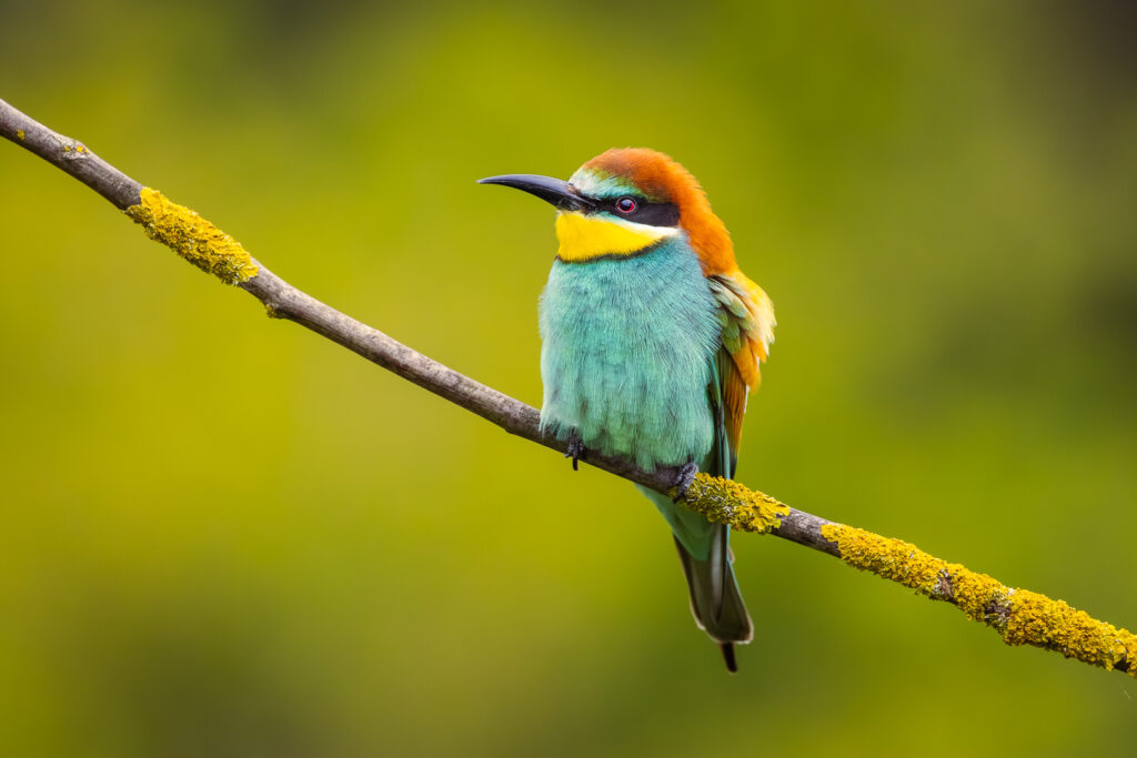 European Bee-eater (Merops apiaster) sitting upright on a thin branch, displaying bright turquoise breast, yellow throat patch and warm chestnut head
