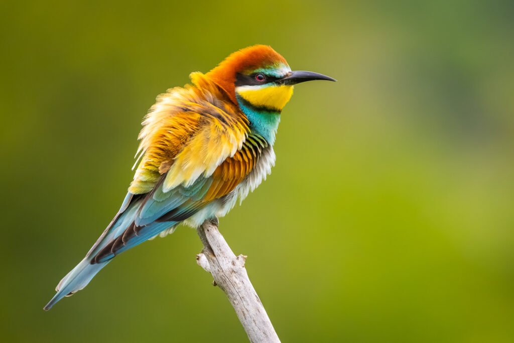 European Bee-eater (Merops apiaster) resting on a branch, showing ruffled feathers and vivid multicolored plumage in soft natural light