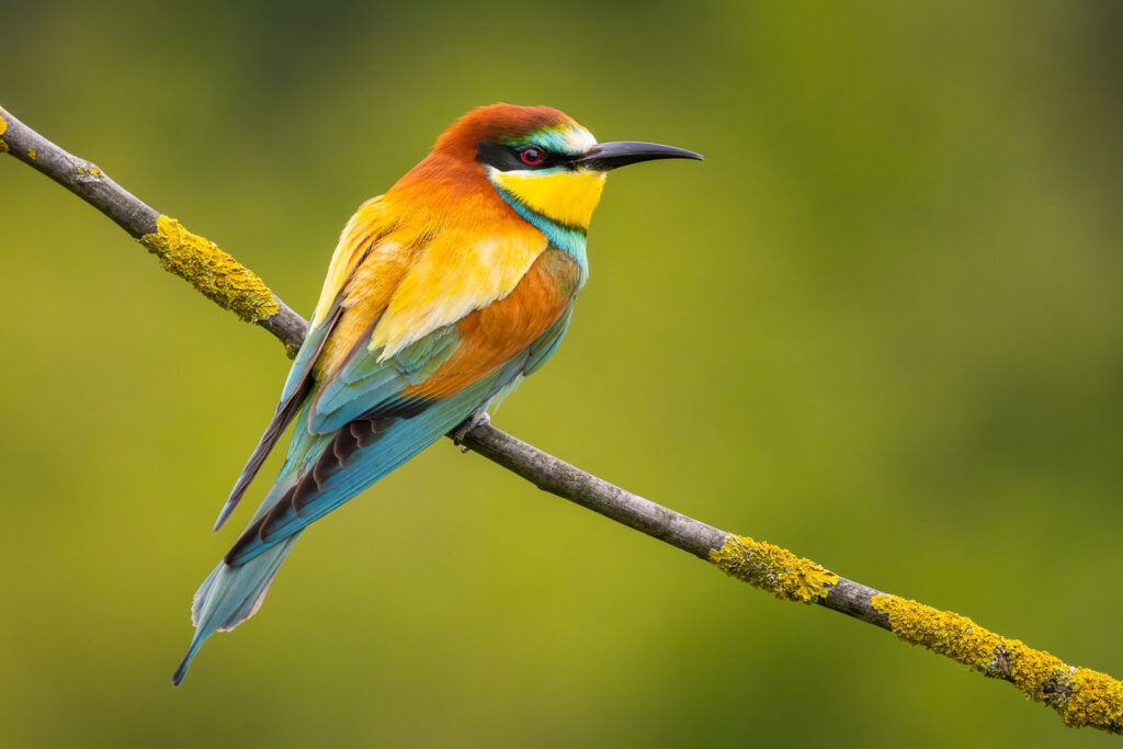 European Bee-eater (Merops apiaster) perched on a lichen-covered branch with vibrant turquoise, yellow and chestnut plumage, sharply focused against a smooth green background