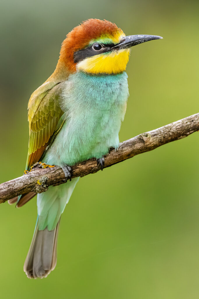 Juvenile European Bee-eater (Merops apiaster) resting on a branch, displaying its bright turquoise chest and warm brown crown
