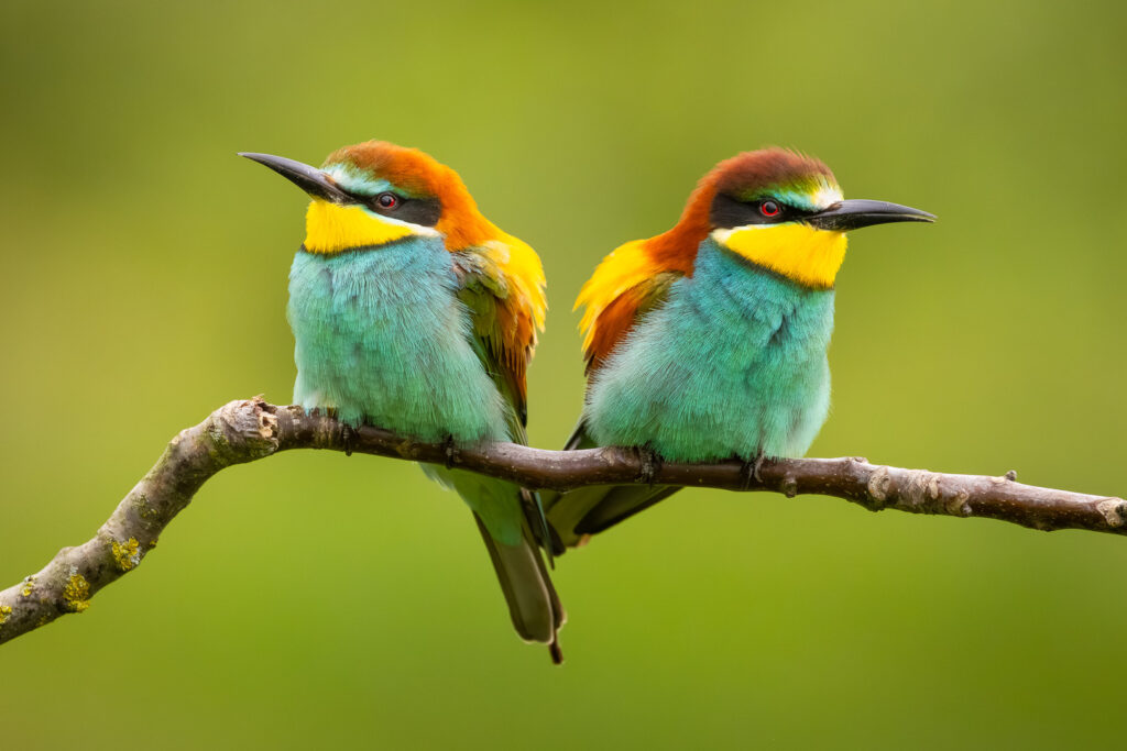 Two European bee-eaters (Merops apiaster) sitting closely on a branch, showing detailed plumage patterns and harmonious colors with a natural blurred green backdrop