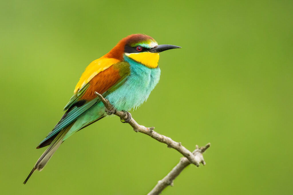 European bee-eater (Merops apiaster) perched alone on a slender branch, featuring bright emerald body feathers and warm chestnut tones on a smooth green background