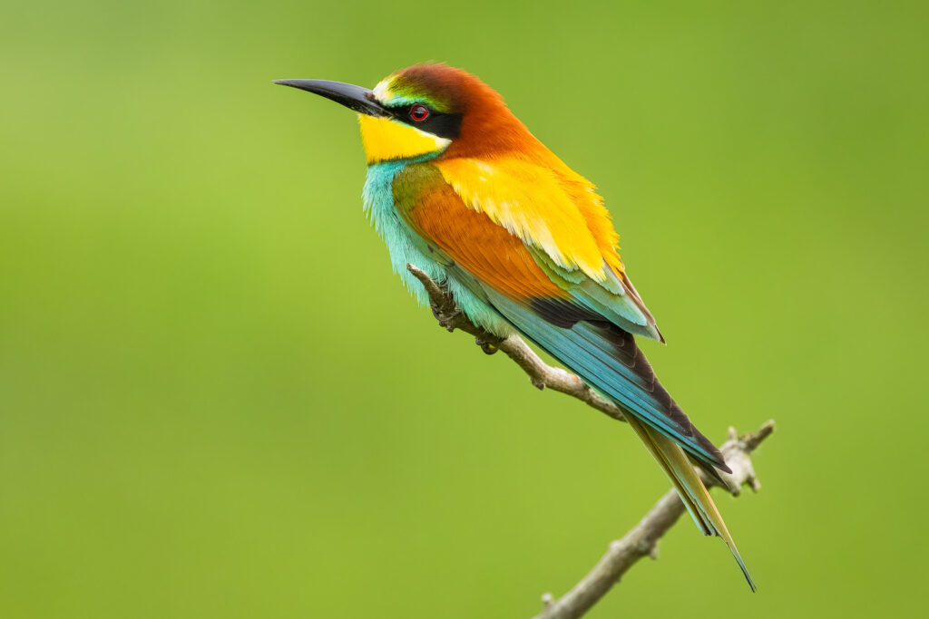 European bee-eater (Merops apiaster) with fluffed feathers perched on a branch, highlighting the layered texture and vivid multicolored plumage against soft green bokeh