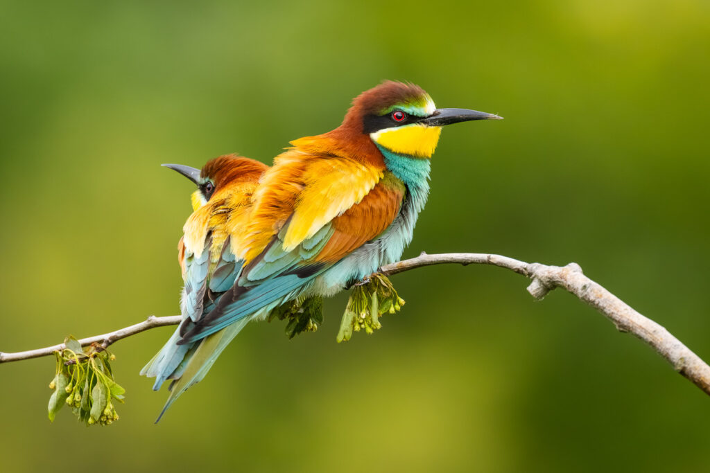 Pair of European bee-eaters (Merops apiaster) perched together on a branch, showing detailed plumage in turquoise, chestnut, and yellow tones in natural daylight