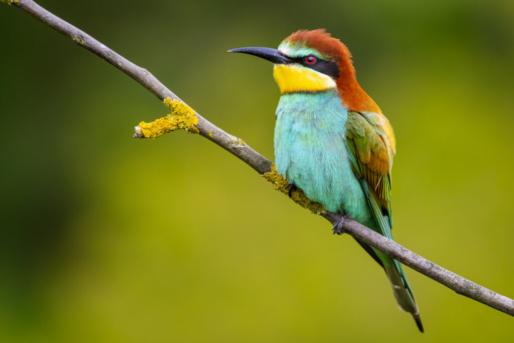 European bee-eater (Merops apiaster) perched on a thin branch, displaying its colorful feathers and alert posture with a clean green bokeh behind