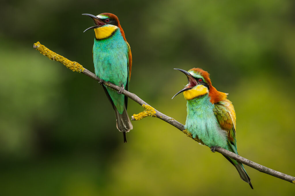 European bee-eaters (Merops apiaster) calling from a lichen-covered branch, showing vibrant turquoise, yellow, and chestnut plumage against a soft green background
