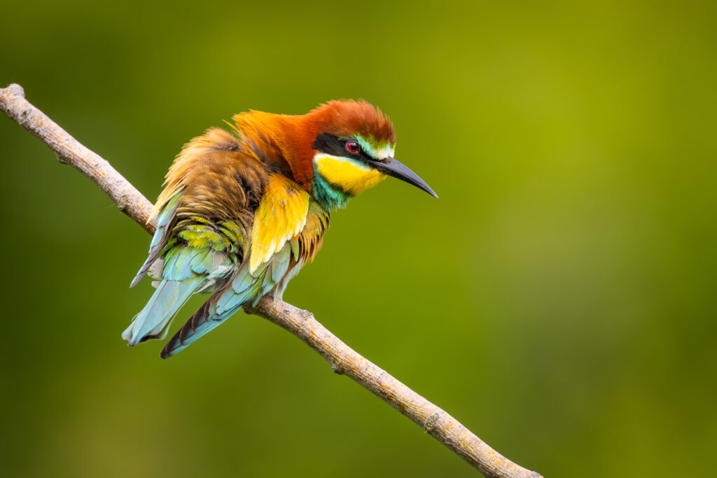European Bee-eater (Merops apiaster) looking downward from a branch, its warm chestnut head contrasting with the bright green blurred background