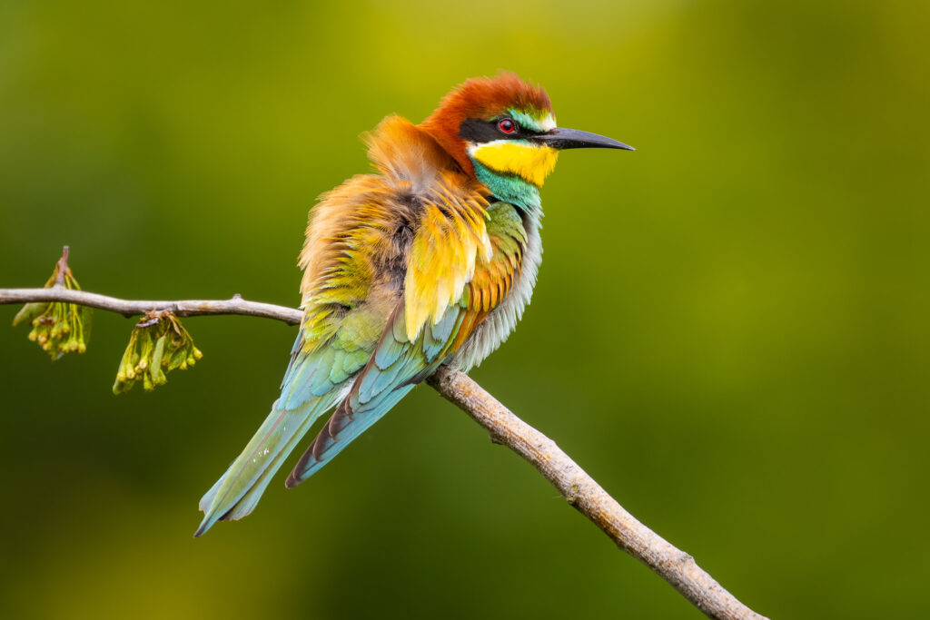 European Bee-eater (Merops apiaster) with ruffled feathers perched on a delicate branch, captured in rich detail in its natural habitat