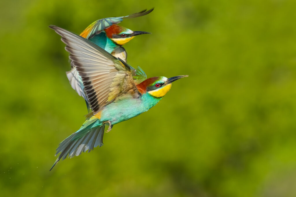 European Bee-eaters (Merops apiaster) flying together with wings fully spread against a smooth green background