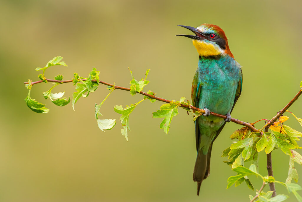 European Bee-eater (Merops apiaster) perched on a leafy branch, showing vivid turquoise and chestnut plumage