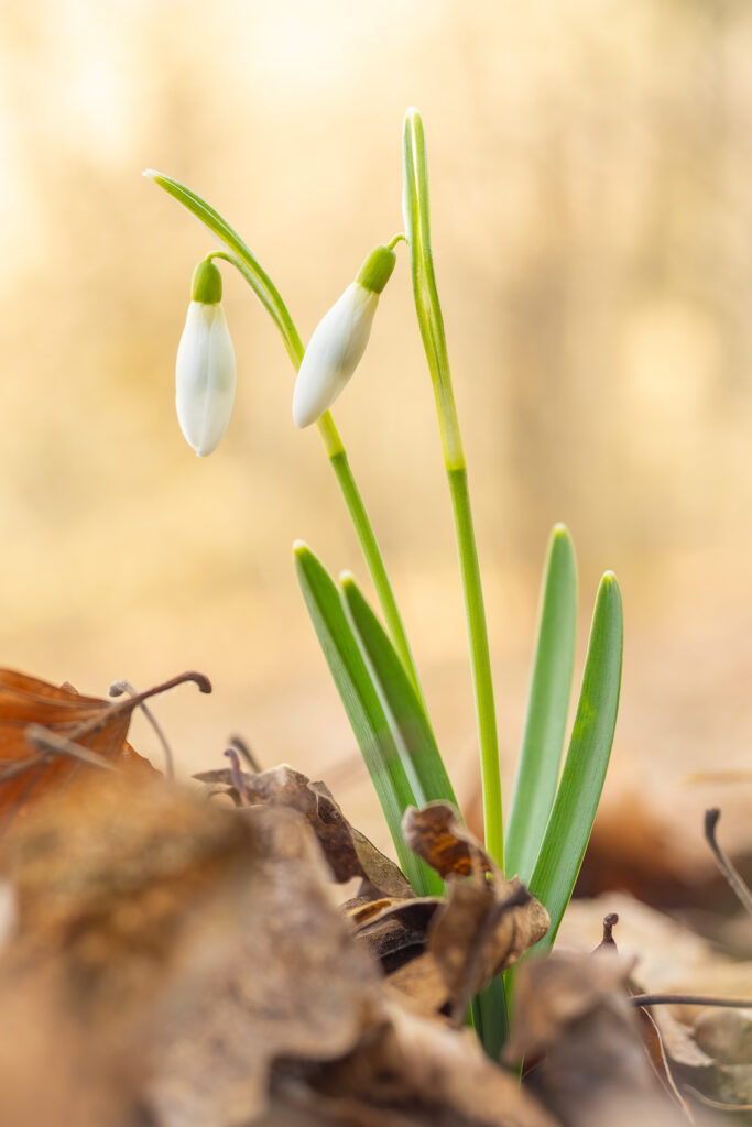 Two snowdrops (Galanthus nivalis) growing among dry leaves, macro forest scene