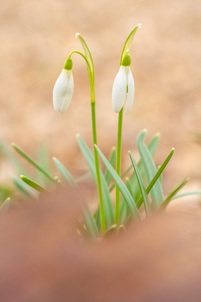 Pair of snowdrops (Galanthus nivalis) with green leaves, clean macro composition