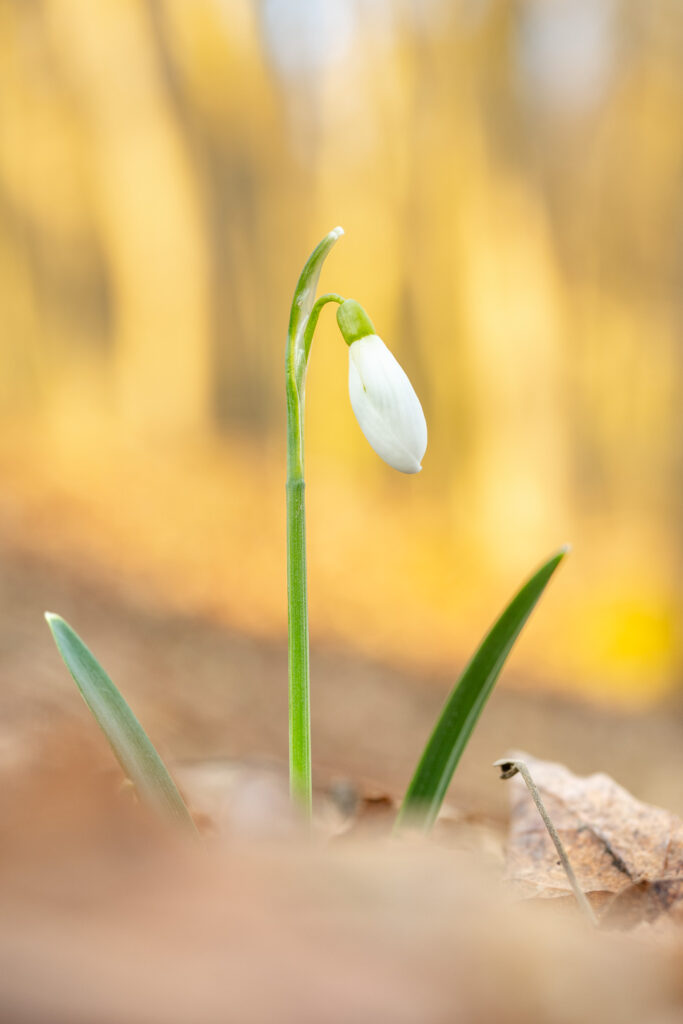 Snowdrop bud (Galanthus nivalis) close-up with warm forest background, macro detail