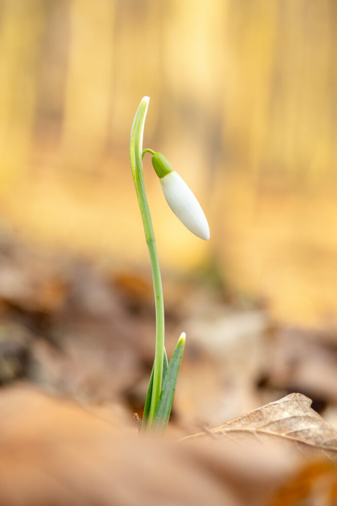Single snowdrop (Galanthus nivalis) in forest leaf litter, soft background macro