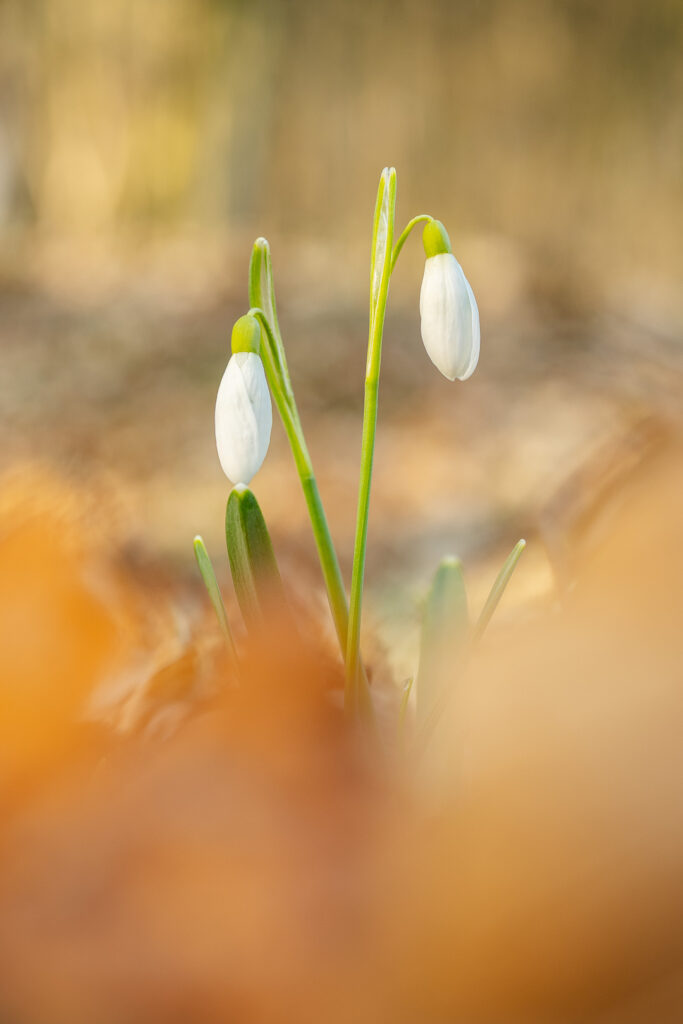 Snowdrops (Galanthus nivalis) emerging from forest floor with soft foreground, macro nature photography