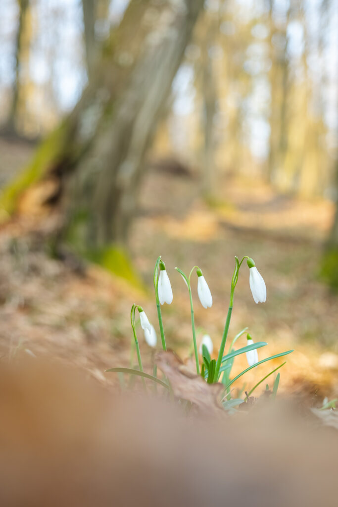 Group of snowdrops (Galanthus nivalis) in woodland habitat, shallow depth of field