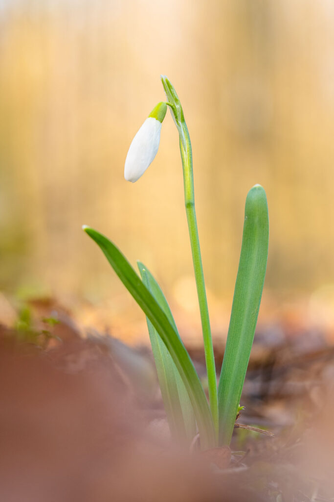 Single snowdrop (Galanthus nivalis) with green leaves, soft warm background, macro