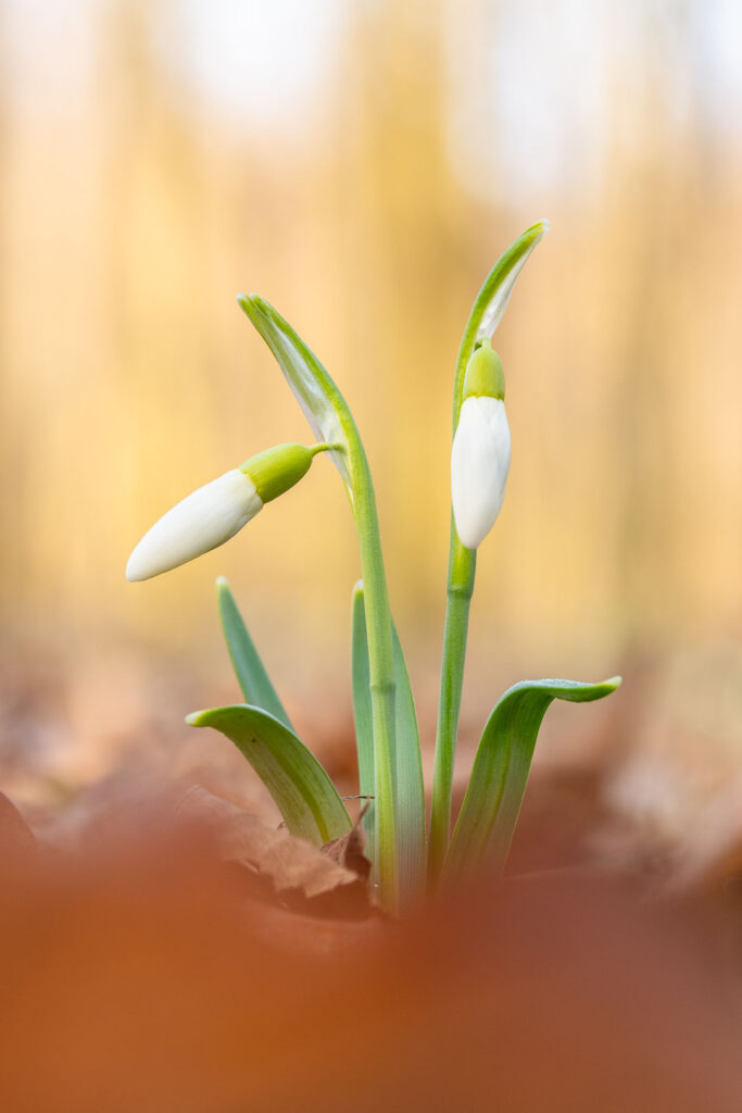 Snowdrops (Galanthus nivalis) with soft foreground blur, macro forest detail