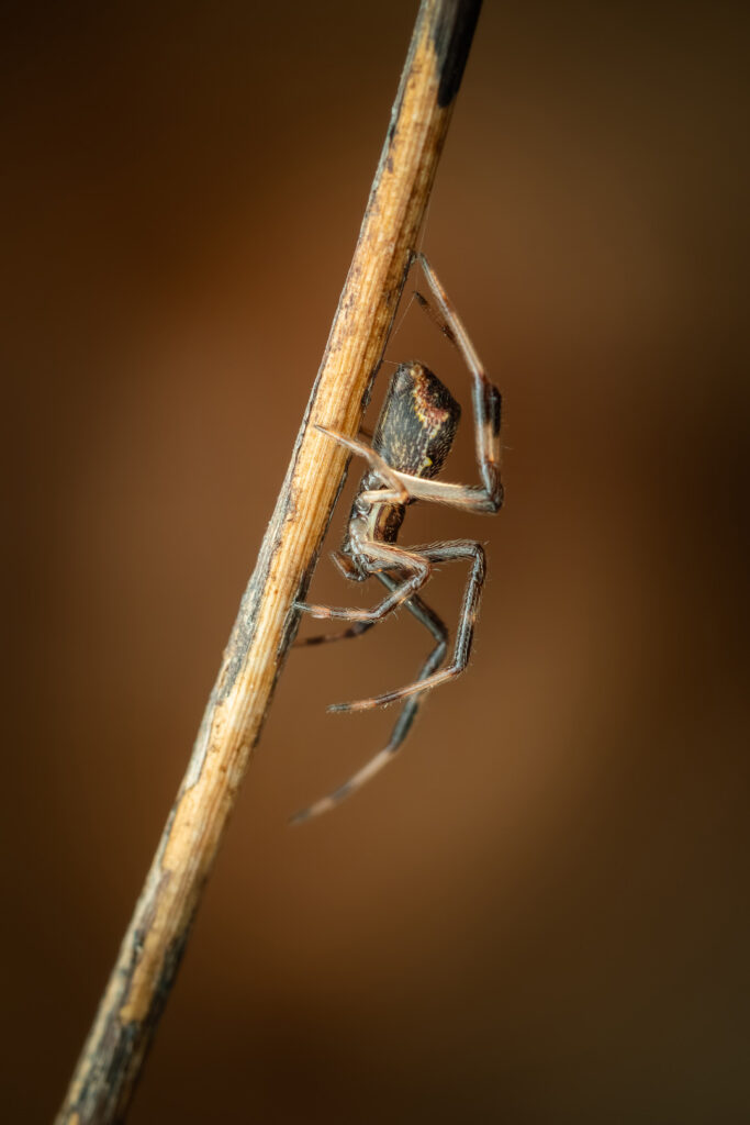 Episinus angulatus spider on vertical stem, minimal macro composition with soft background