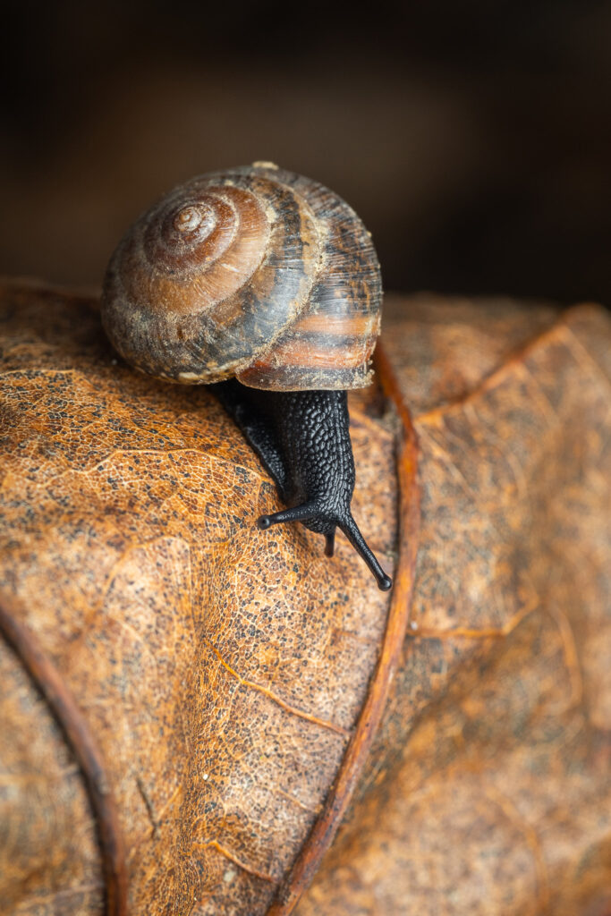 Copse snail (Arianta arbustorum) on dry leaf, macro detail in natural habitat