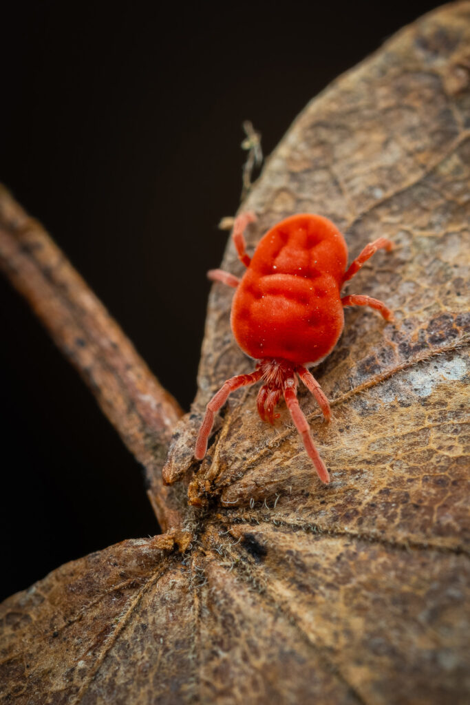 Red velvet mite (Trombidium holosericeum) on dry leaf, vivid macro detail