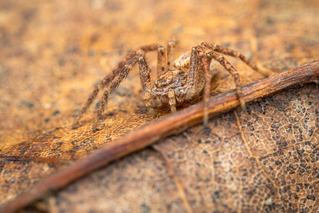 Eurasian running crab spider (Philodromus dispar) on dry leaf, macro close-up