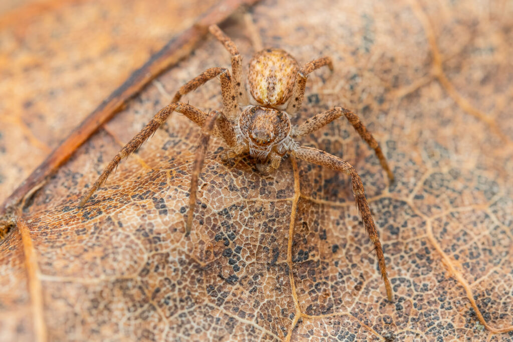Eurasian running crab spider (Philodromus dispar) close-up on dry leaf, detailed macro