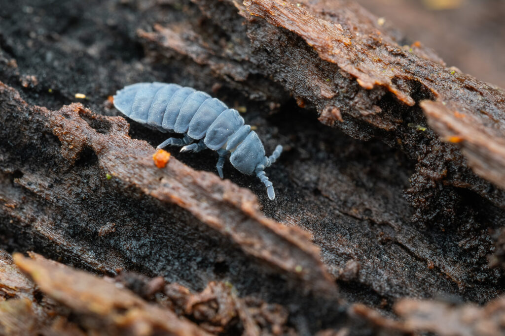 Giant Springtail (Tetrodontophora bielanensis) on decaying wood in forest habitat, macro detail