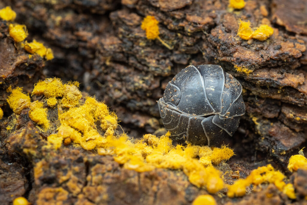 Rolled-up common pill woodlouse (Armadillidium vulgare) on decaying bark with yellow slime mold, macro detail