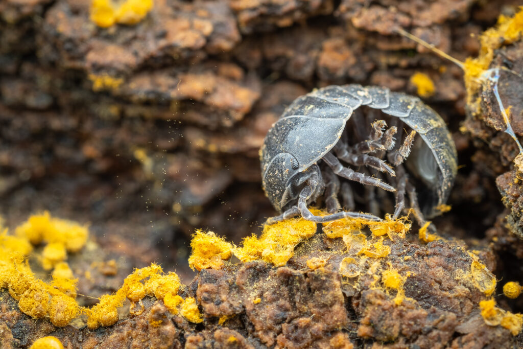 Common pill woodlouse (Armadillidium vulgare) partially rolled with visible legs on decaying wood, macro photography