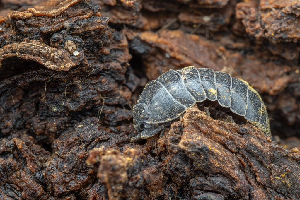 Common pill woodlouse (Armadillidium vulgare) on decaying tree bark, macro detail of armored body