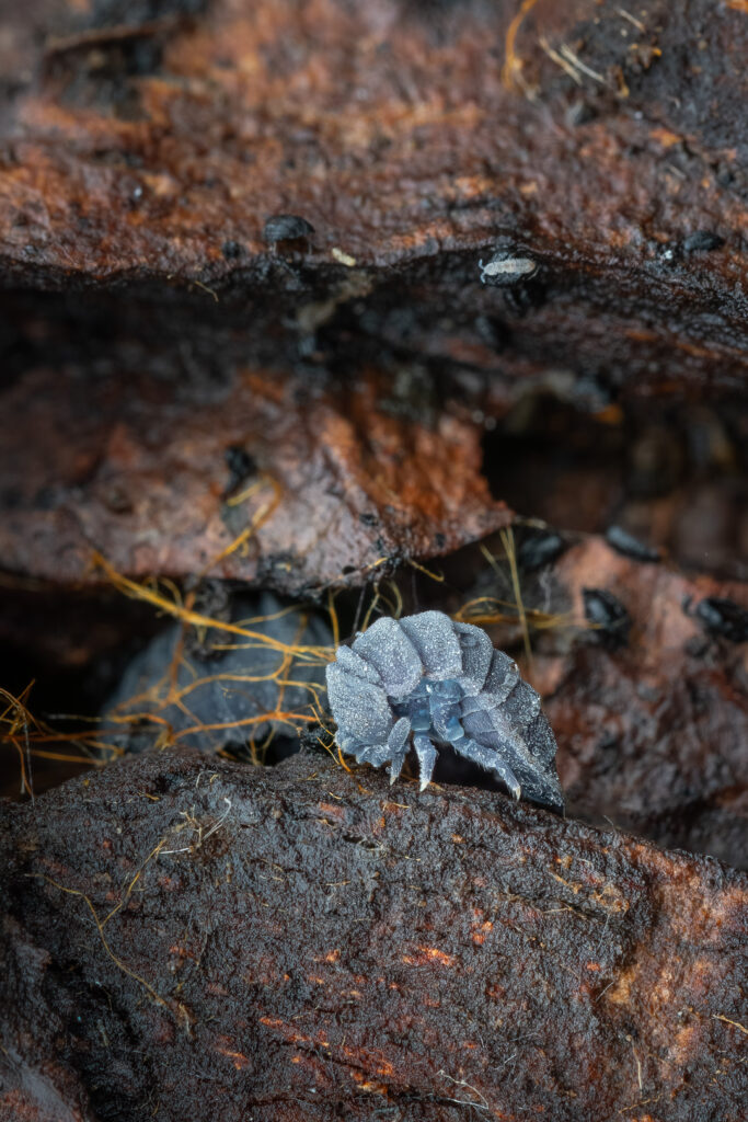 Giant springtail (Tetrodontophora bielanensis) with smaller springtail on decaying wood, macro forest detail
