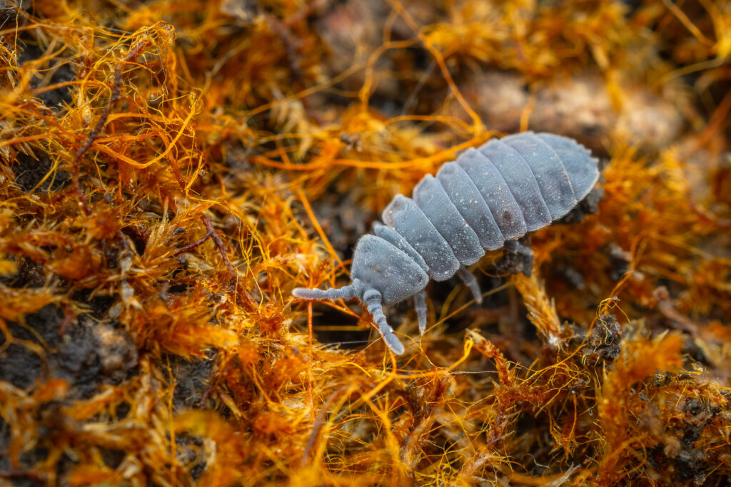 Giant Springtail (Tetrodontophora bielanensis) on moss and organic fibers, detailed macro in forest habitat